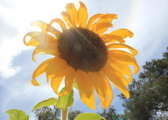 Artatore 8022d Apartament